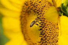 Elie POUYANNE - DIRECTED BY ELIE